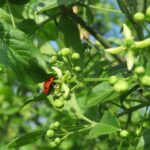euonymus-europeaus