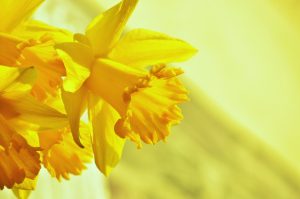afbeelding bij gele narcissen