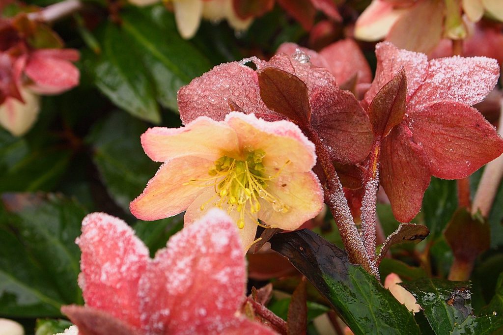 afbeelding bij helleborus-orientalis