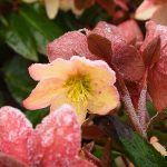 helleborus-orientalis