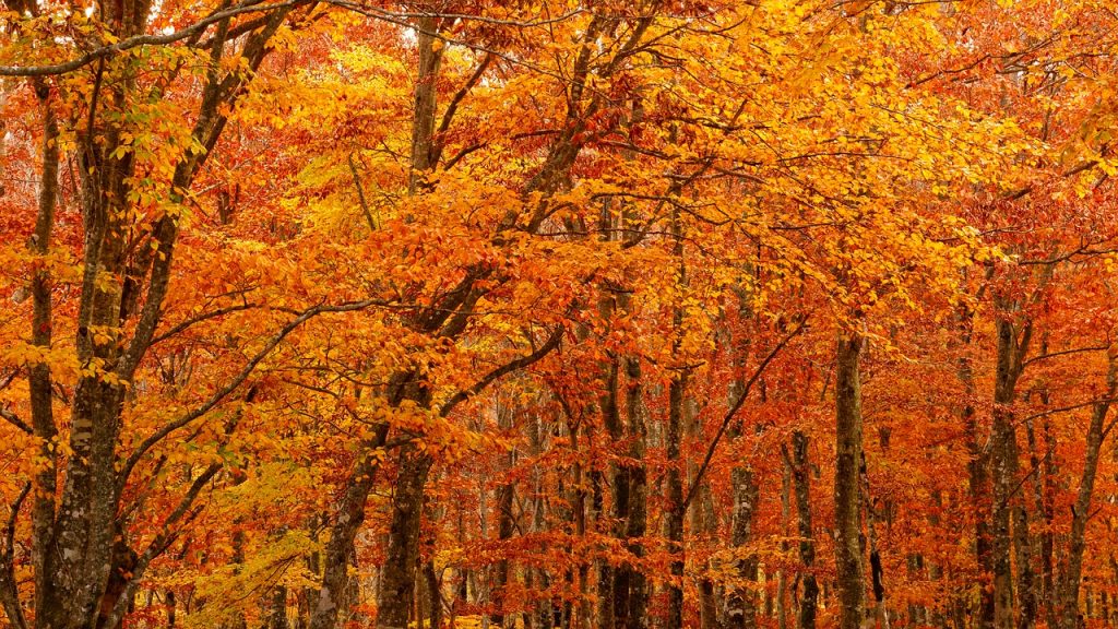 herfst in TuinBabbel