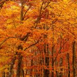 herfst in TuinBabbel