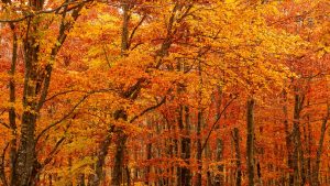 herfst in TuinBabbel