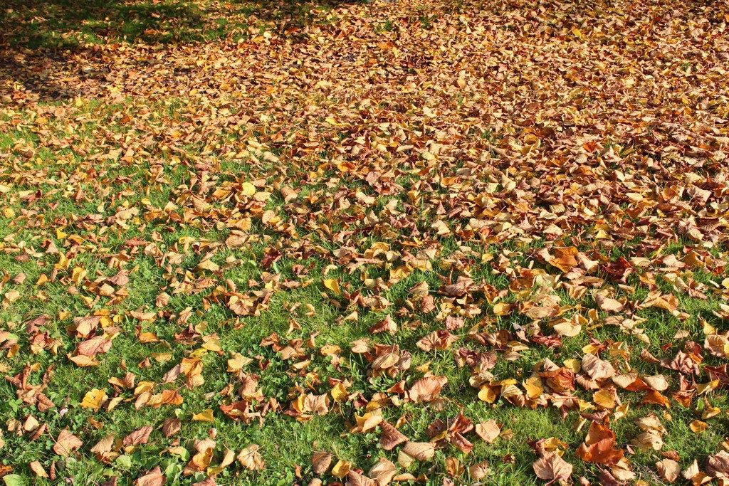 herfstbladeren voor mulchen