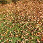 herfstbladeren voor mulchen