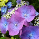 hortensia blauw