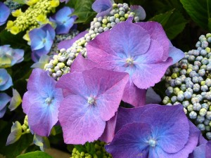 blauwe hortensia vraagt om zure grond