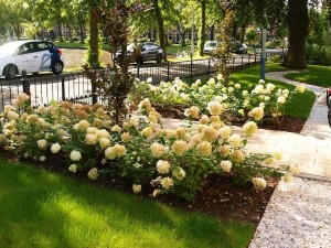 rolstoelvriendelijke pluktuin Hospice Leeuwarden