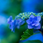 Hortensia’s: zo hou je ze blauw