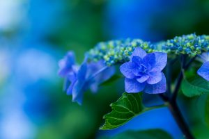 hydrangea - hortensia blauw
