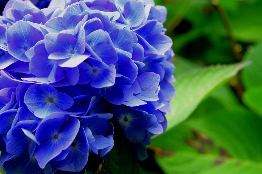 Overtollig zak capsule Hortensia's: zo hou je ze blauw - Van Tuinen Tuinservice