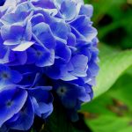hydrangea blauw hortensia