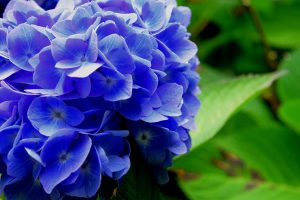 afbeelding bij hydrangea blauw hortensia