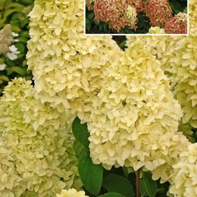 hydrangea paniculata cocktail