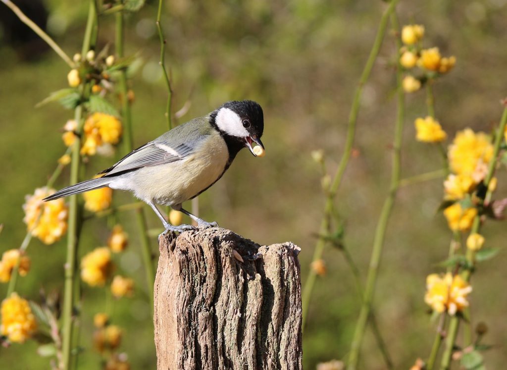 tuintips: afbeelding bij koolmees