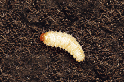De larve van de lapsnuitkever richt ondergronds grote schade aan 