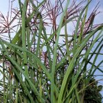 Miscanthus sinensis ‘Ferner Osten’: herfstbloeier met mystiek