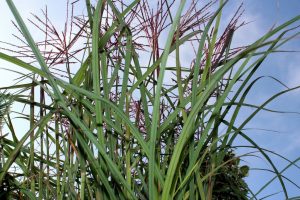 herfstbloeier miscanthus ferner osten