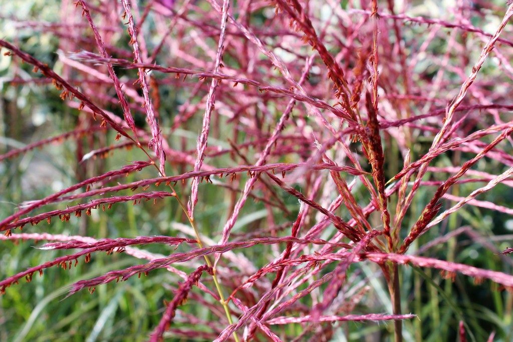 miscanthus sinensis ferner osten