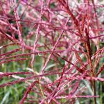 miscanthus sinensis ferner osten