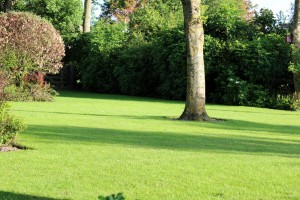 tip van de tuinman: hoe en wat over verticuteren