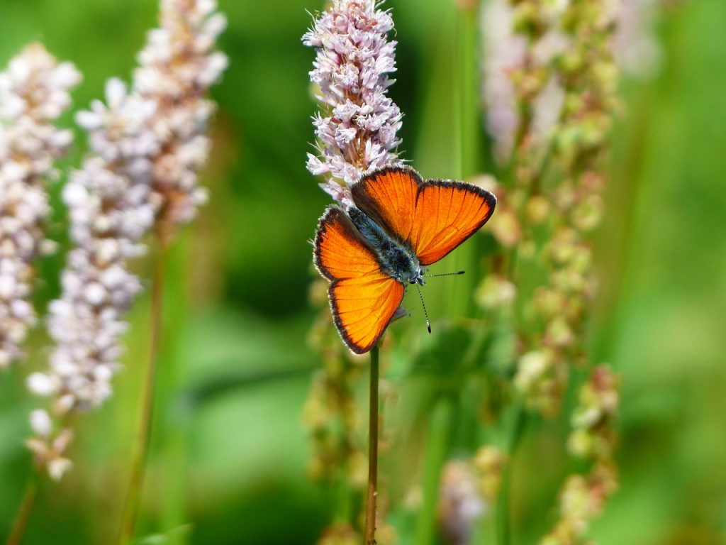 Persicaria (Duizendknoop), bloem voor op de kleigrond