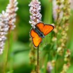 persicaria – duizendknoop
