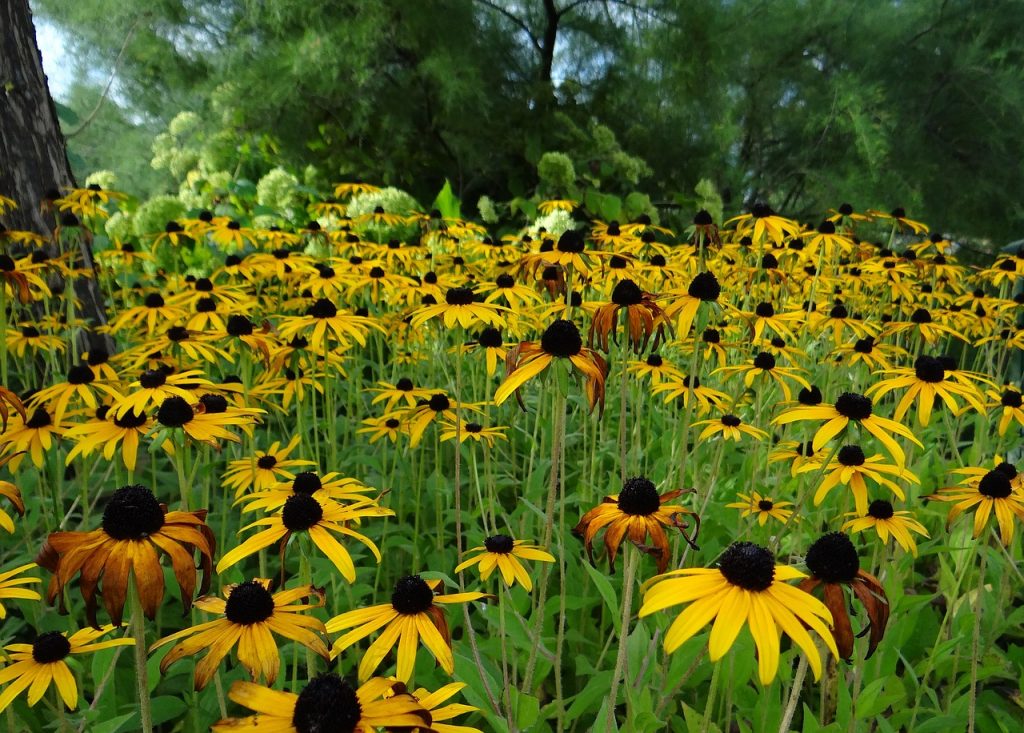 Zonnige bloem voor op de kleigrond: Rudbeckia fulgida (Zonnehoed)