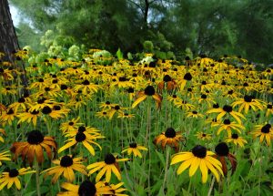 Goede kleiplant: Rudbeckia fulgida (Zonnehoed)