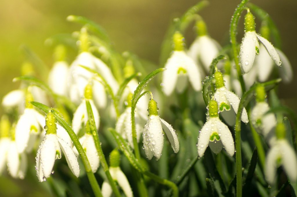 tuintips: afbeelding bij sneeuwklokjes