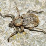 Natuurlijke bestrijding larven lapsnuitkever