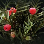 taxus baccata groen