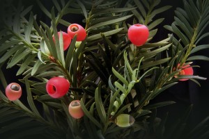 taxus baccata groen