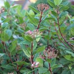 Viburnum tinus: populaire winterbloeier