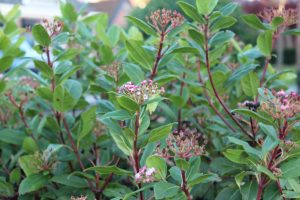 afbeelding bij viburnum tinus