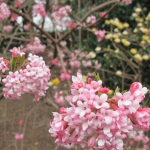 viburnum bodnandense
