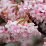 viburnum bodnantense dawn 2