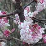 Viburnum bodnantense ‘Dawn’