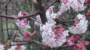 afbeelding bij viburnum bodnantense 3