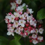 Viburnum x burkwoodii ‘Mohawk’ verovert je hart