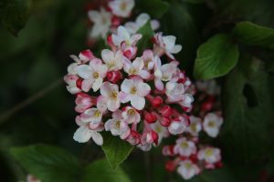 afbeelding bij viburnum burkwoodii mohawk